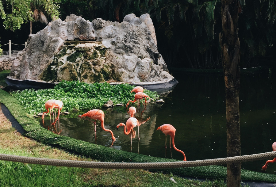 Pink flamingoes at a green watering hole, enjoying the sunshine, green floating water Lillies on top of the water with rocks in the background