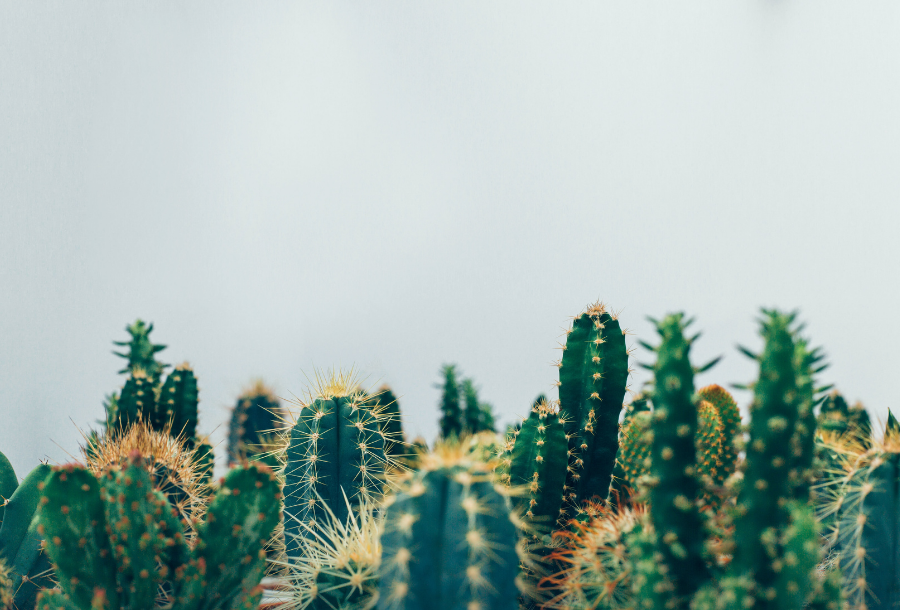Picture of a field of cactuses at different thicknesses and heights all crowing up on top of each other with a grey/blue coloured cloudy sky in the background