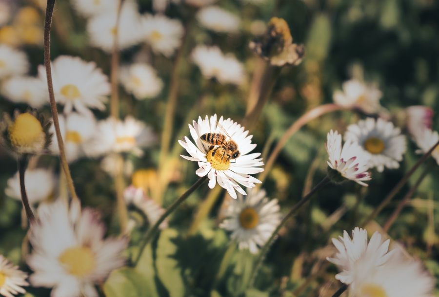 IMAGE DESCRIPTION: A field of white daisy flowers muted in the background with the clear focus of one white daisy flower with a bee landing in the middle to retrieve the pollen