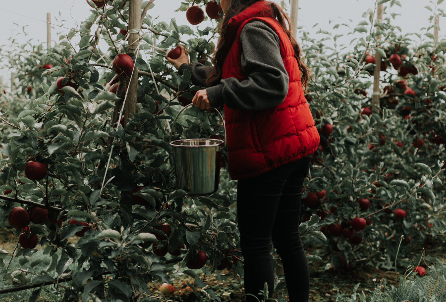 Women in a red sleeveless puffer jacket holding a silver bucket picking fresh fruit off a fruit tree with a lot of beautifully green and healthy trees behind her