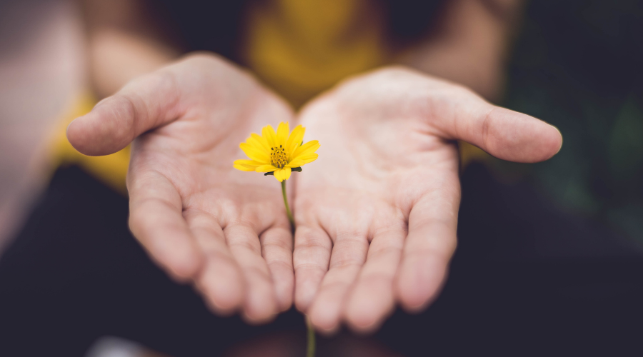 A pair of hands facing upwards and meeting in the middle with a small yellow daisy like flower in-between the middle of the hands joining