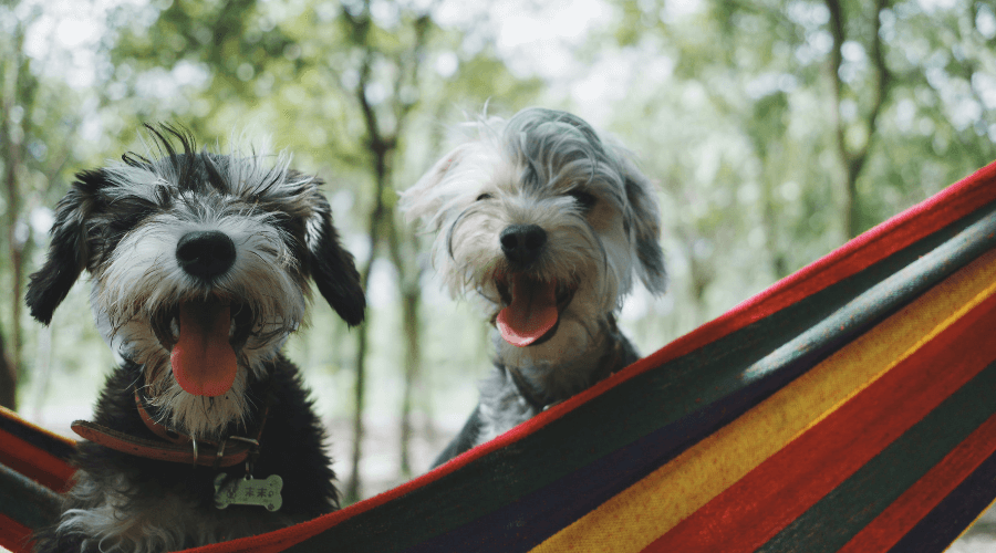 Picture of two very happy dogs sitting in a red, yellow, green and blue hammock with big smiles and their pink tongues sticking out