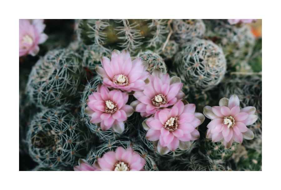 Pictured, a gorgeous drrp green cactus, with bright pink and white flowers opening from the inside cacti.