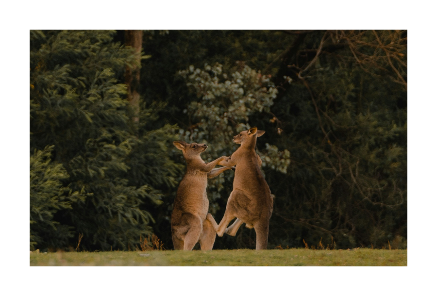 Pictured, two kangaroos standing in a field close to each other.